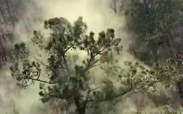 A Helicopter Kicks Up a “Pollen Wave” as It Flies Over a Forest