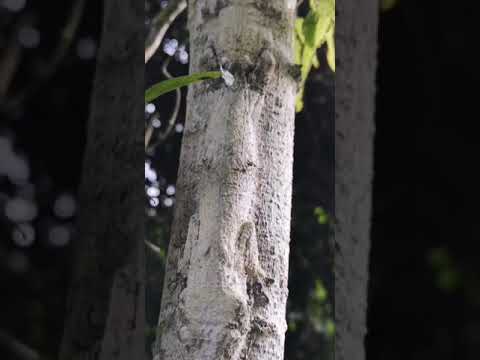A Gecko Camouflages Itself to Blend Perfectly Into a Tree