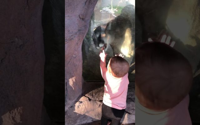 A Mountain Lion Tries to Claw Through Glass to Eat a Baby