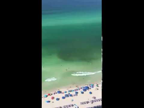 A Shark Circling a Swimmer off the Coast of Florida