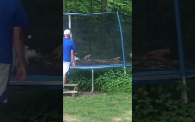Cats Going Crazy on a Trampoline