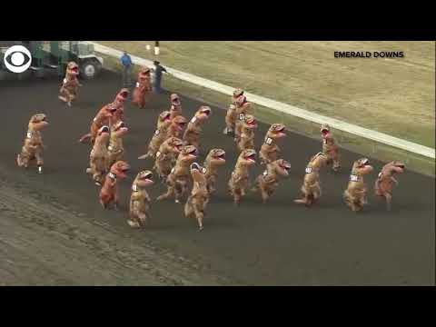 People Racing in T-Rex Costumes Is Funnier Than You Think
