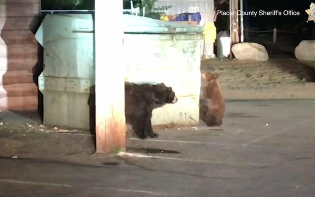 Deputies Come to the Rescue of a Bear Cub Trapped in a Dumpster