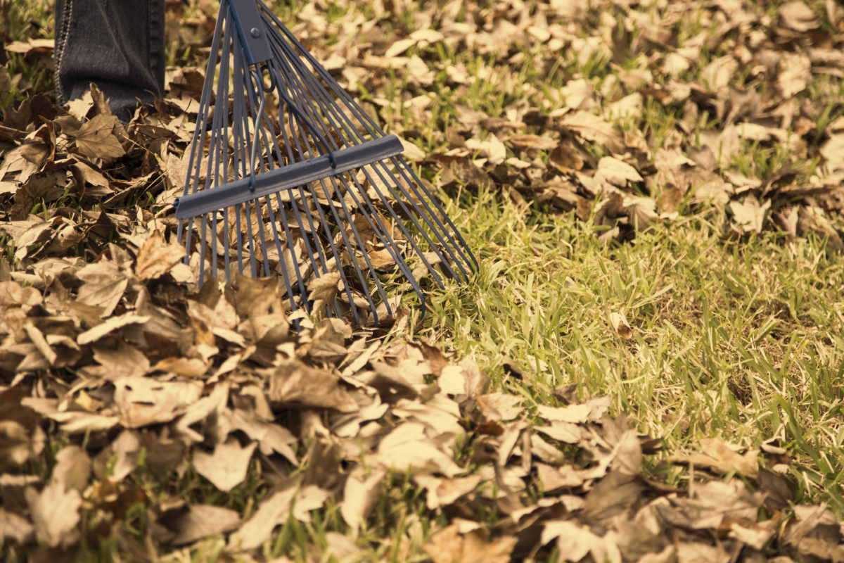 Raking Leaves Is for Suckers! This Easier Option Is Better for Your ...