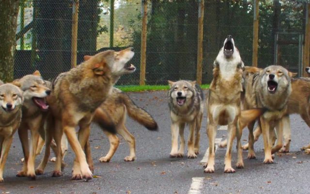 Wolves Howl at a Fire Alarm Because They Think It’s a Rival Pack
