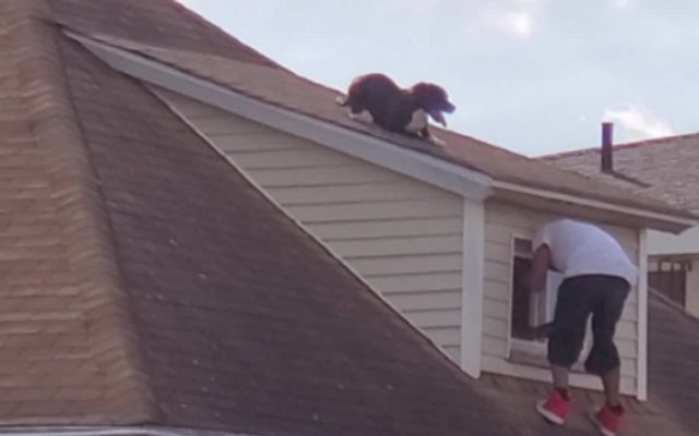 A Man Navigates a Steep Rooftop to Rescue a Dog