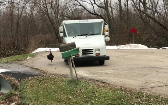 A Turkey Stalks a Mail Truck Making Deliveries