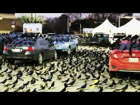 Thousands of Birds in a Houston Parking Lot