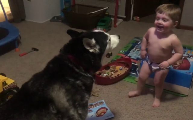 A Howl-Off Between a Toddler and a Husky