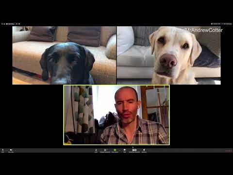 Enjoy This Guy’s Brilliant Zoom Meeting With His Dogs