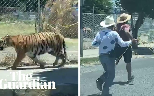 A Guy Lassos a Tiger Running Loose on a Street in Mexico
