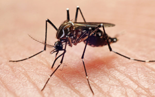 Six Possible Reasons Mosquitos Love You