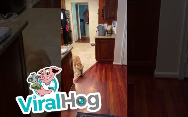 A Dog Faces Its Fear of Hardwood Floors
