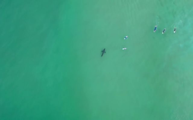 A Kid Captured Drone Footage of Great White Sharks Swimming Beneath Surfers
