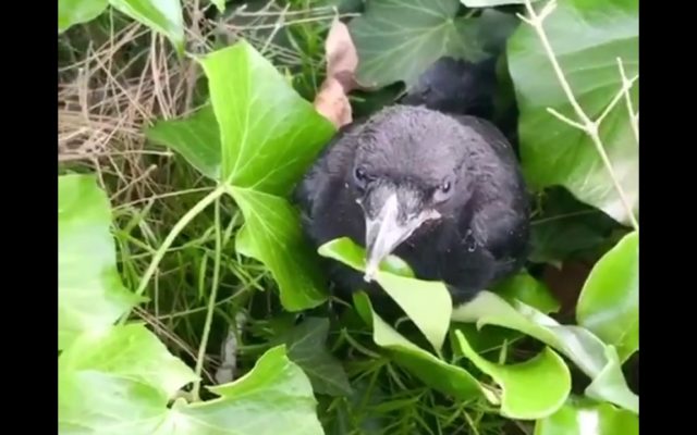A Mother Crow Poops on a Woman Who Got Too Close to Her Baby Chick