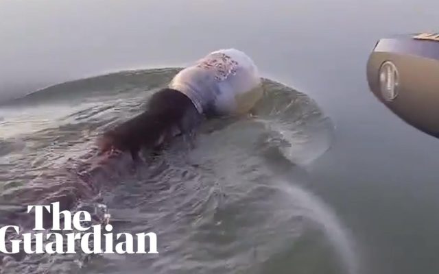 A Family Frees a Bear Swimming With a Plastic Jug Stuck on Its Head