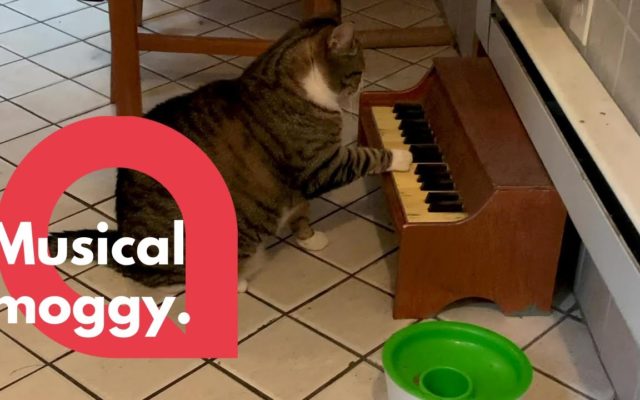 This Cat Plays the Piano When It Wants to Be Fed