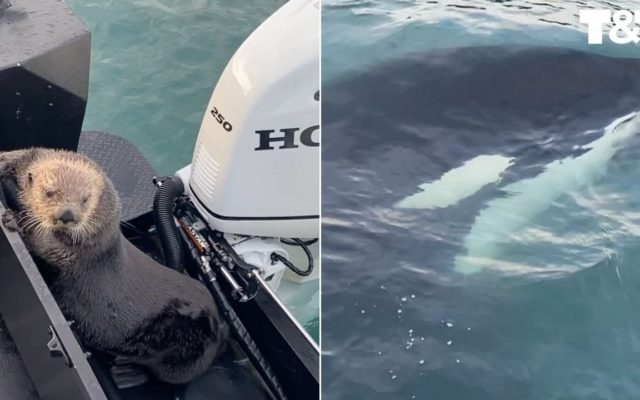 An Otter Escapes a Killer Whale by Jumping Onto Someone’s Boat