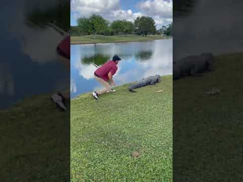 Watch a Florida Golfer Snatch His Ball Off an Alligator’s Tail