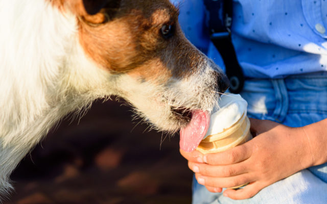 Ben & Jerry’s Is Now Making Ice Cream for Dogs