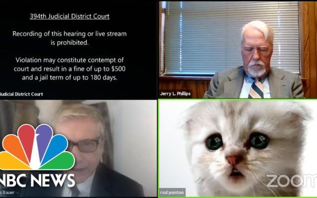 A Lawyer Accidentally Uses a Cat Filter During His Zoom Call with a Judge