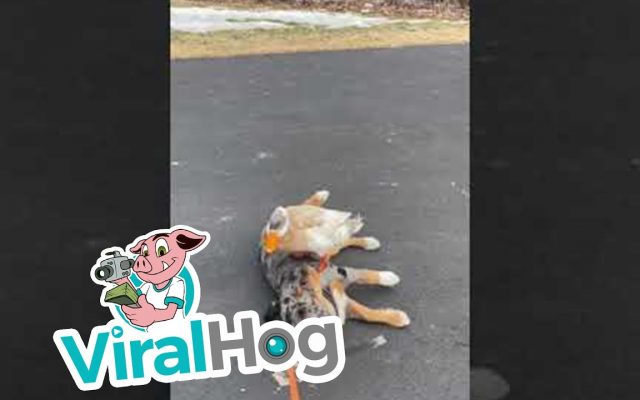 Cuteness Overload: Enjoy This Dog Playing With A Duck