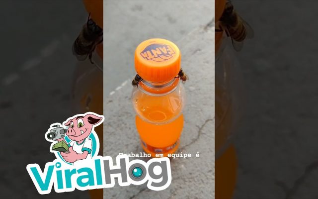 A Pair of Bees Work Together to Take the Cap Off a Soda Bottle