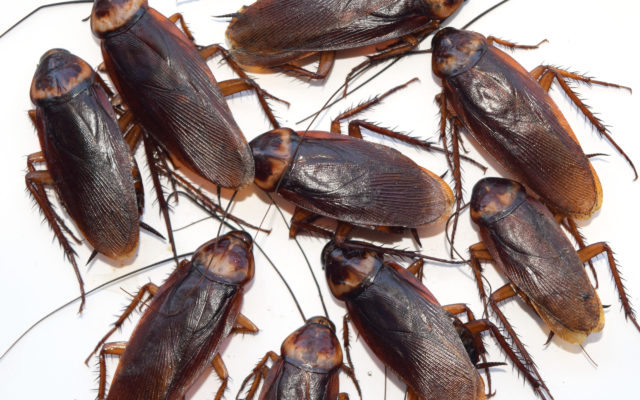 The Bugs We Hate Most Are Cockroaches, Spiders, and Ants