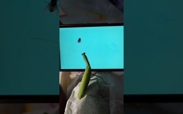 Watch a Praying Mantis Try to Catch a Digital Fly