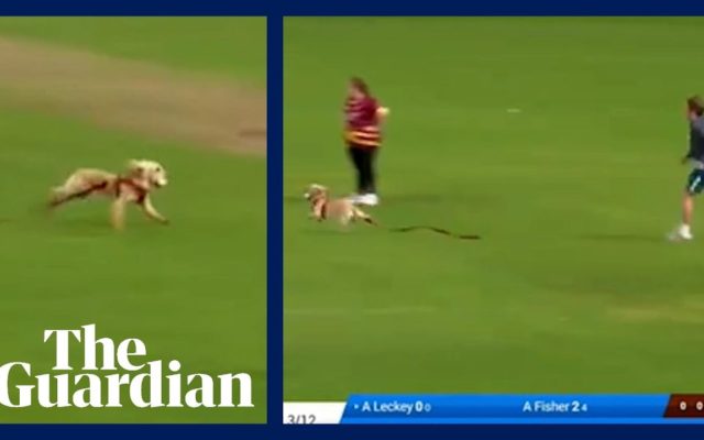 Watch a Dog Steal the Ball During a Cricket Match