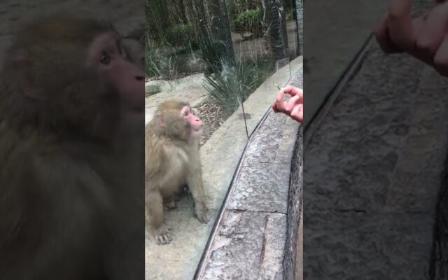 Monkey Video!