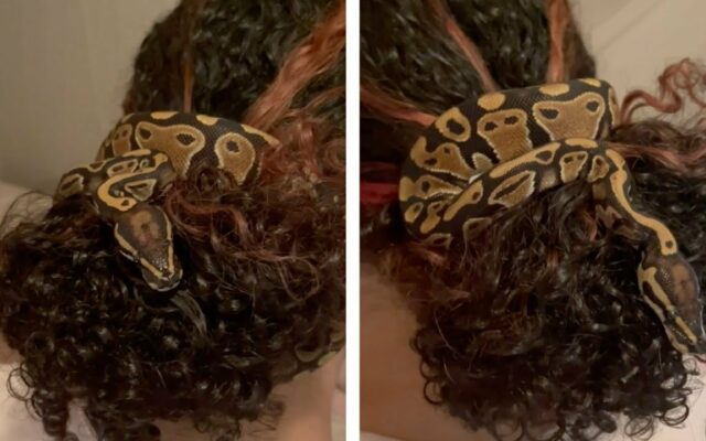 A Woman’s Pet Python Loves Being Her Hair Scrunchie