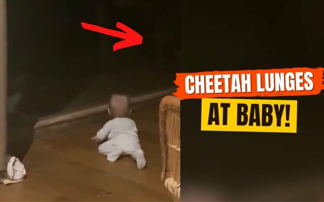 Watch a Safari Park Cheetah Try to Attack a Baby That’s Behind Glass