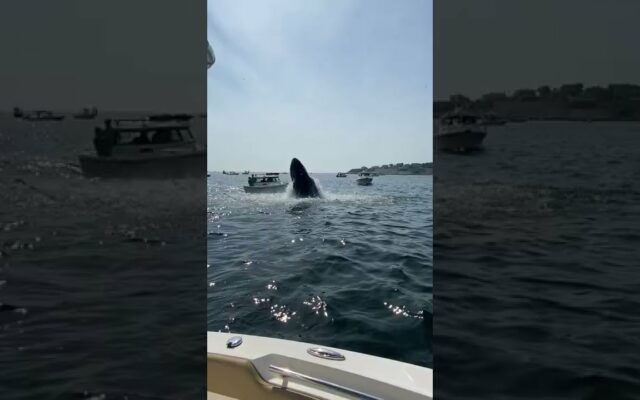A Breaching Whale Landed on a Small Fishing Boat Off the Coast of Massachusetts