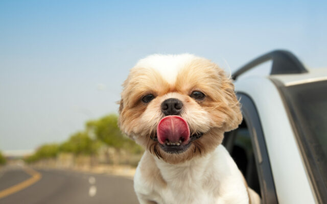 Calm Your Dog In The Car With Soft Rock